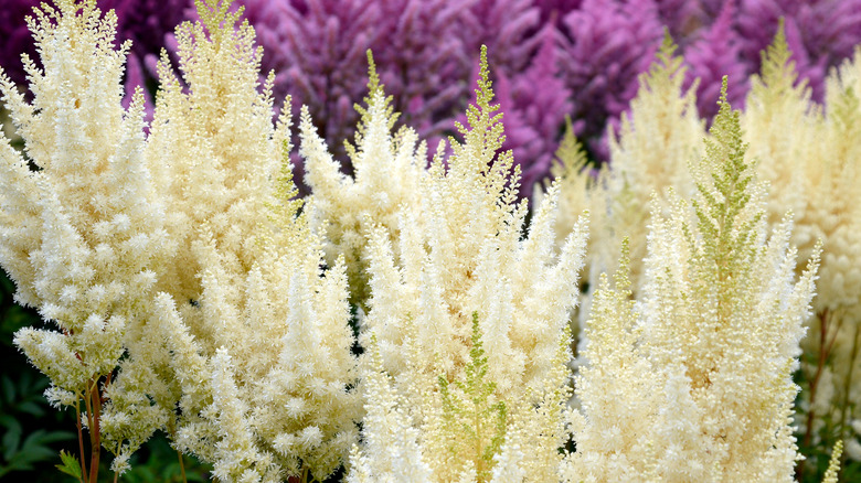 False goat's beard Astilbe