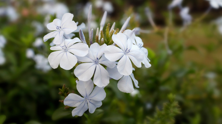 Hybrid phlox in white 