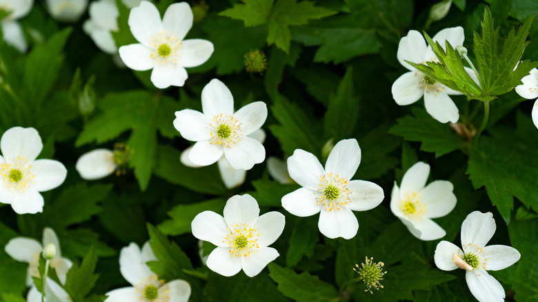 Anemone canadensis