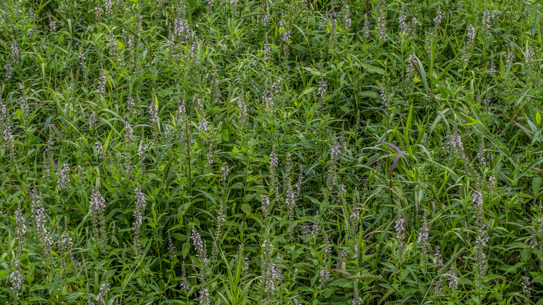 Salvia nemorosa before blooming 