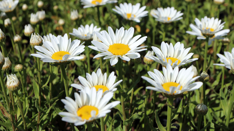 Leucanthemum x Superbum