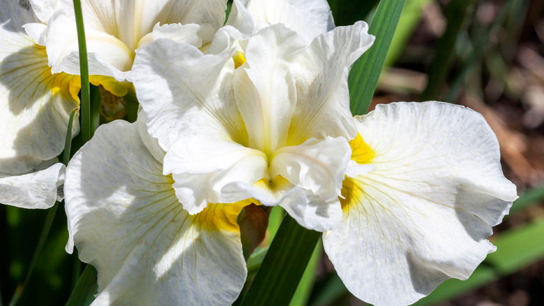 Iris sibirica 'Silver queen'