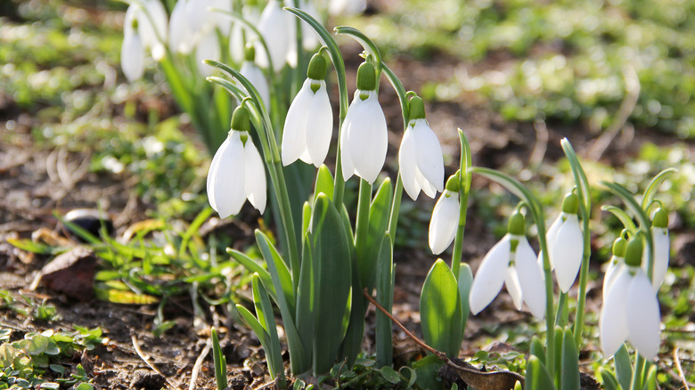 Snowdrops Galanthus spp