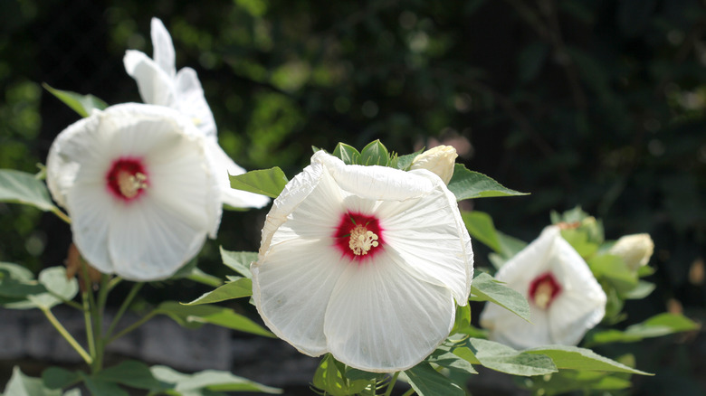 Hibiscus moscheutos in white