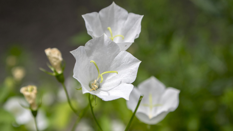 Campanula carpatica 'White Clips'