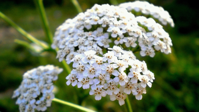 Achillea millefolium in white