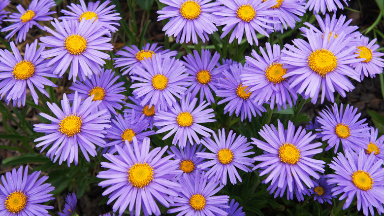 purple asters in a garden