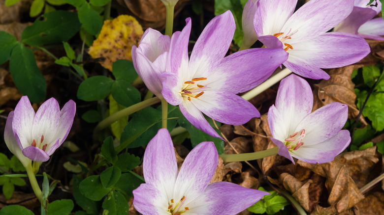 autumn crocuses in bloom