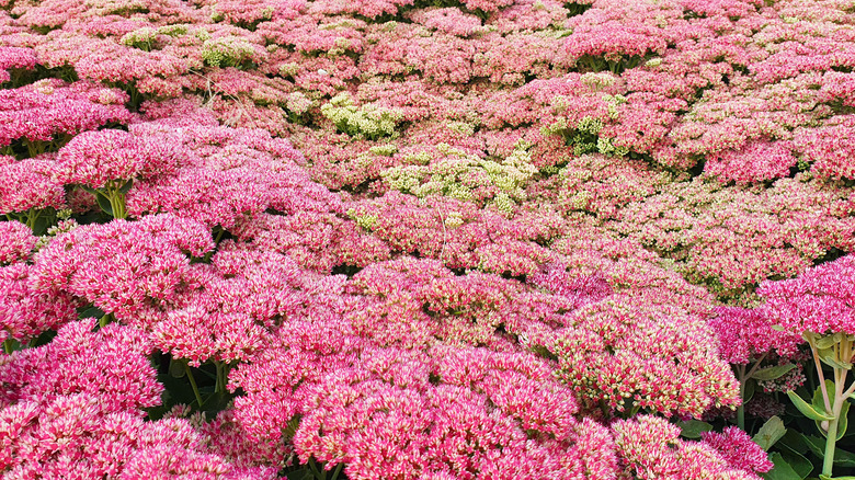 growth of autumn joy sedum