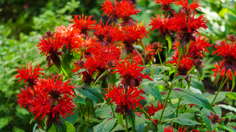 red blooming bee balm flowers