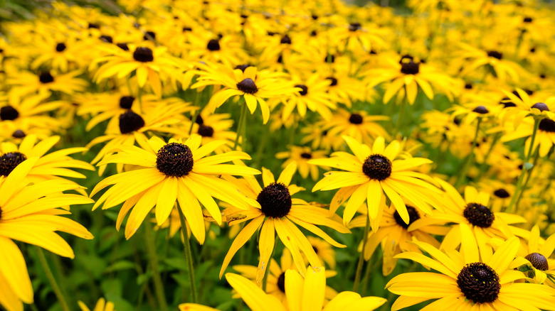 field of black-eyed susans