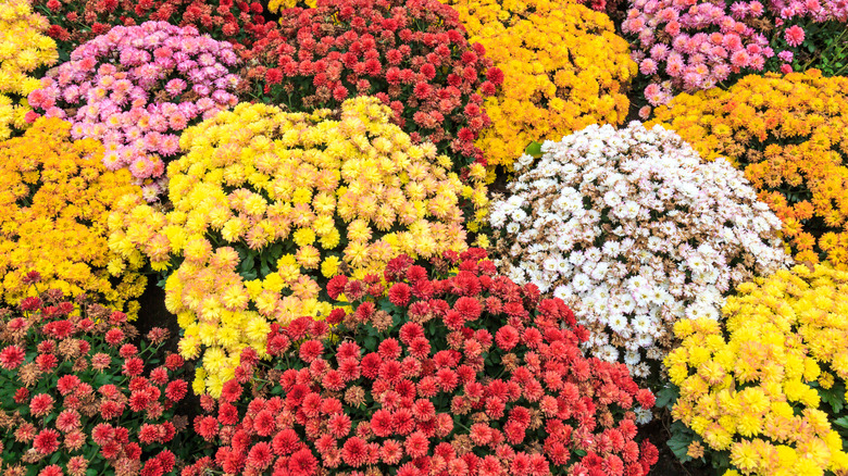 Chrysanthemums in wide color variety