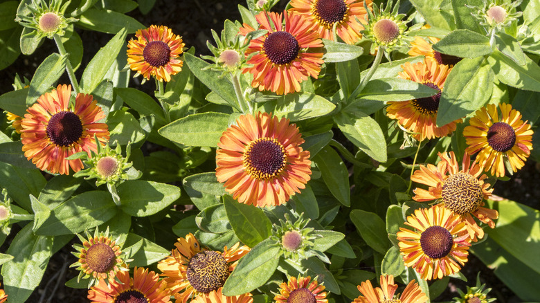 Autumn sneezeweed with orange blooms