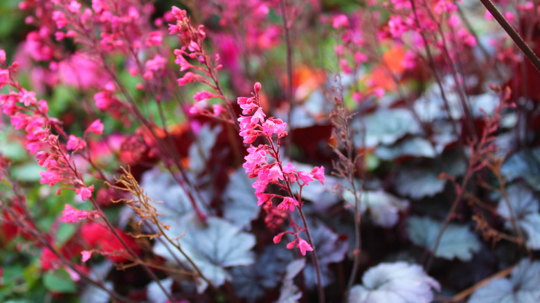 Coral bells with green foliage