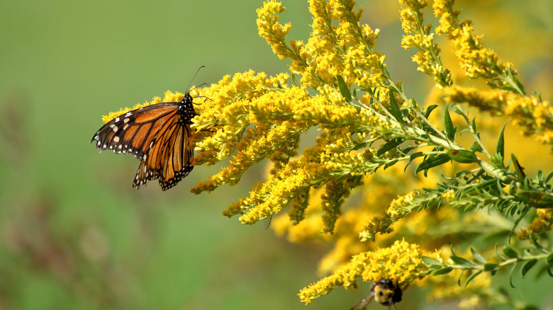 butterfly feasts on goldenrod flowers