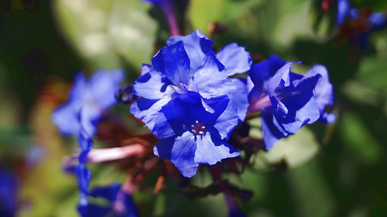 hardy plumbago with blue flowers