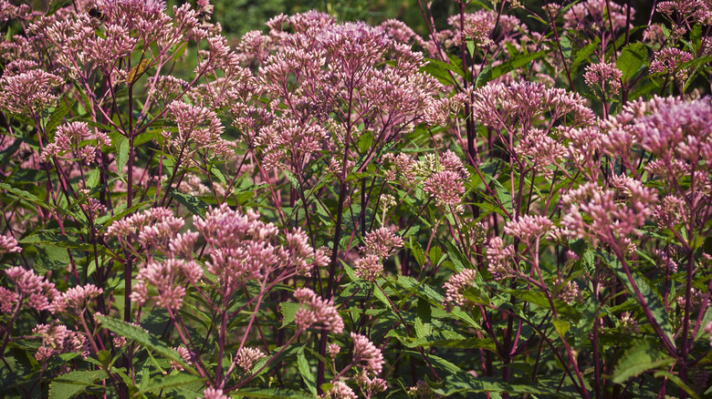 joe pye weed in garden