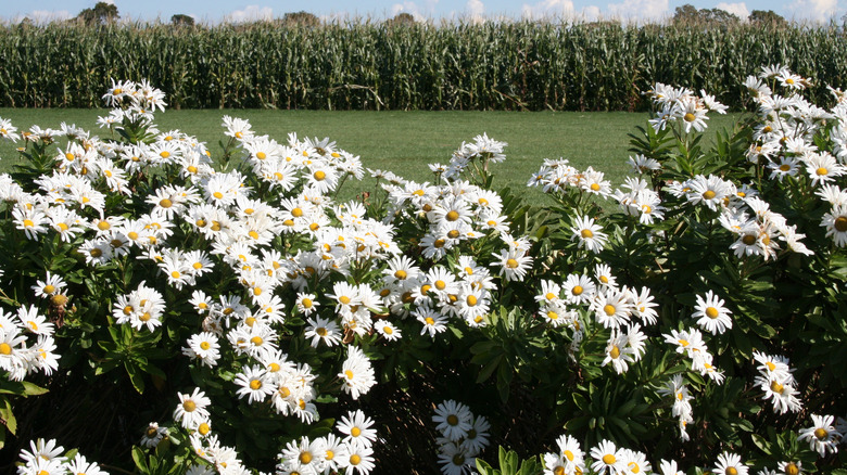 Nippon daisies growing alongside road