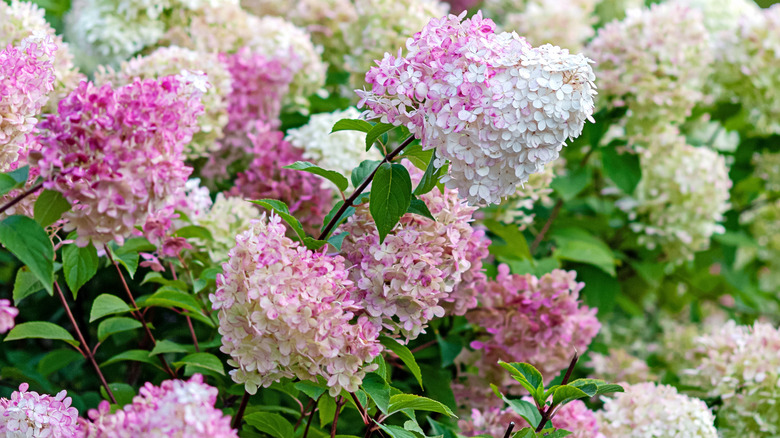 pink and white panicled hydrangea