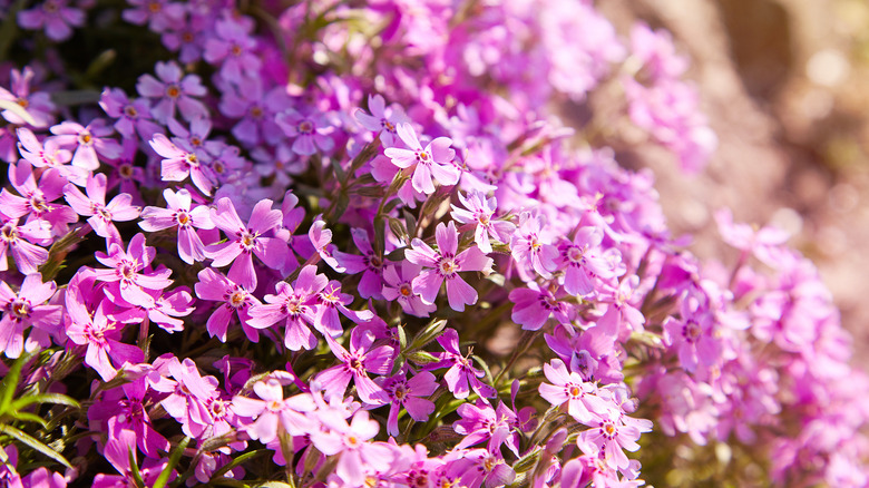 delicate pink phlox flowers