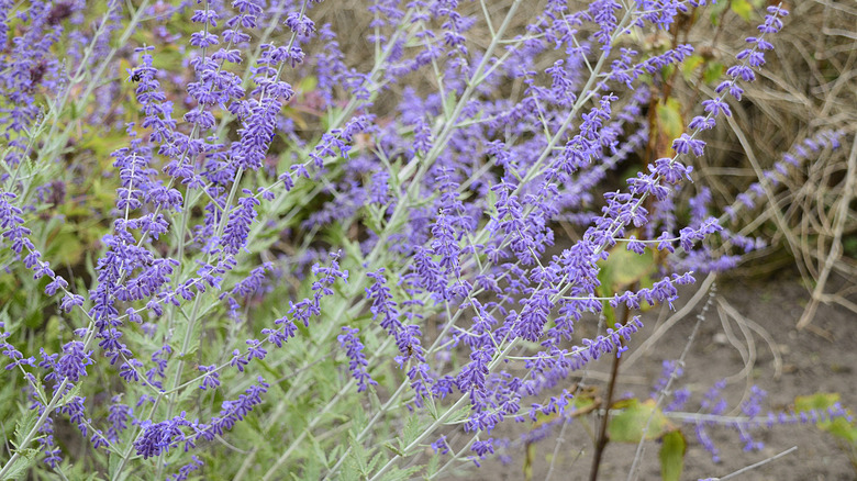 Russian sage growing purple flowers