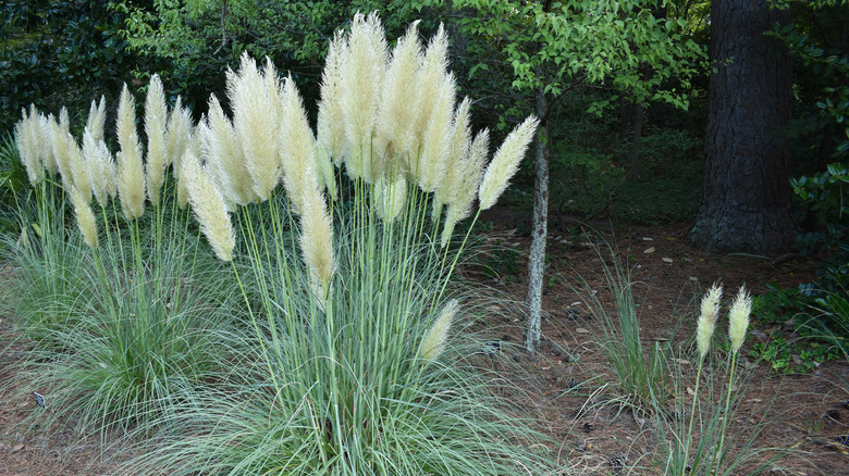 Dwarf pampas grass growing with trees
