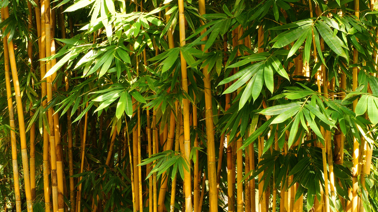 Golden bamboo in the sunshine