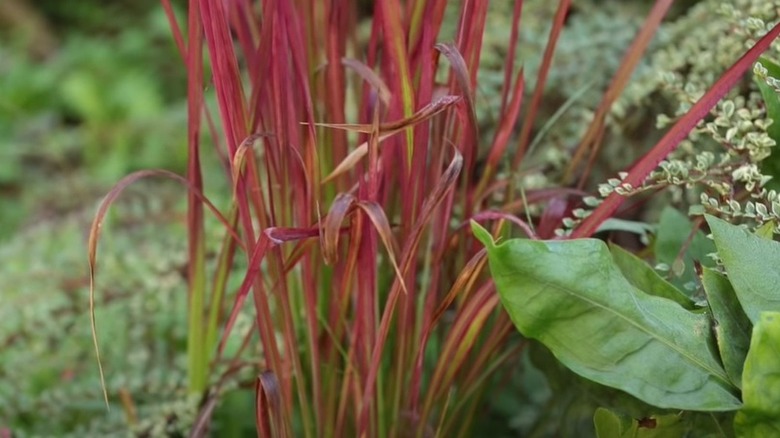 Japanese blood grass in between green plants