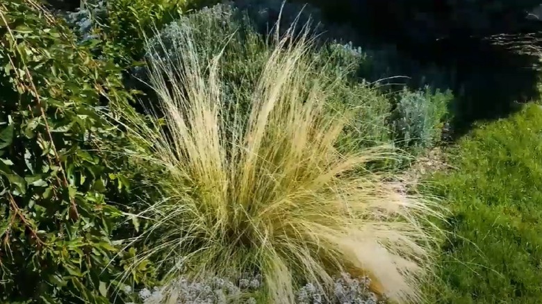 Mexican feather grass in a garden