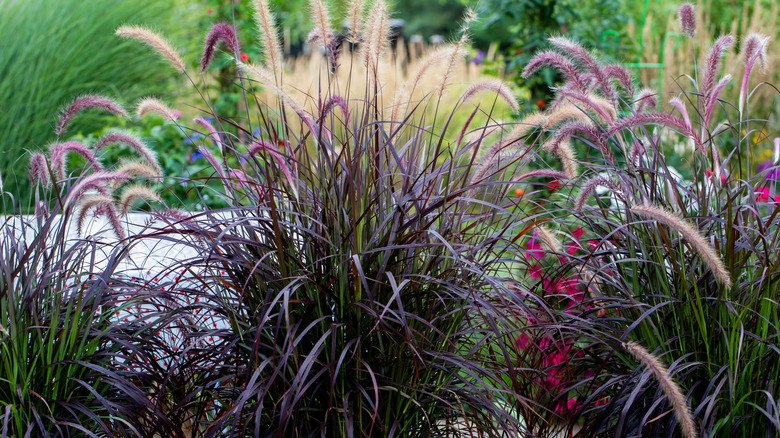 Purple fountain grass in a yard