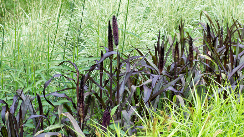 Purple millet growing in a lawn