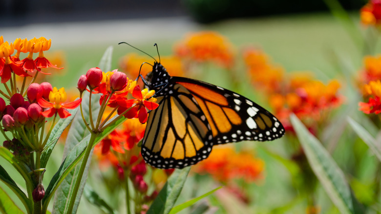 Butterfly resting on a blood flower