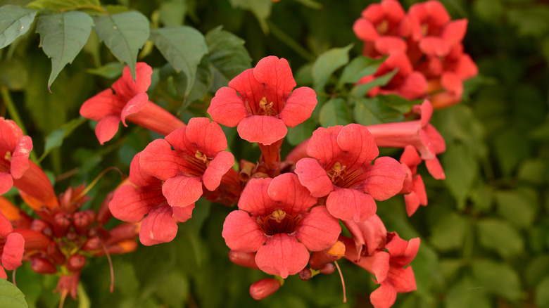 Trumpet vine flowers