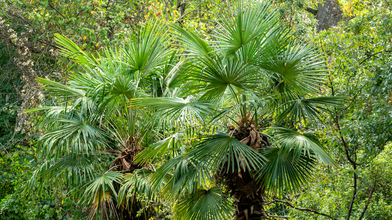 pair of Chusan palms