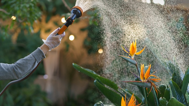 watering bird of paradise flowers