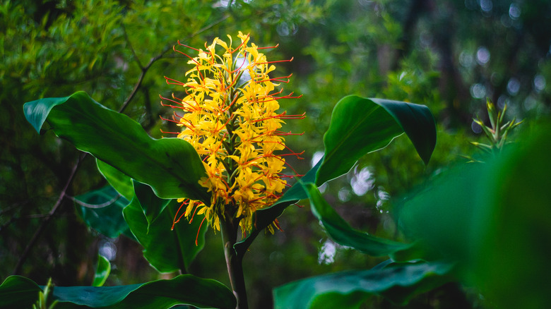 Hawiian ginger lily