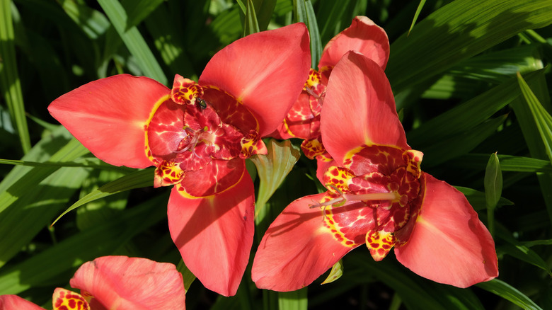 Tiger flower up close