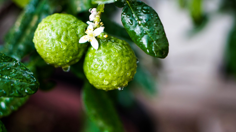Limes on a branch