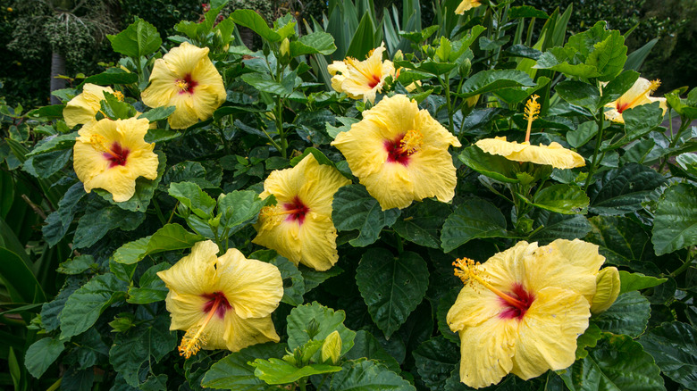 Hawaiian hibiscus flowers