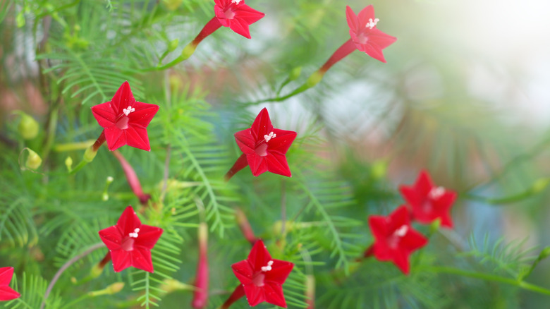 Cardinal climber flowers