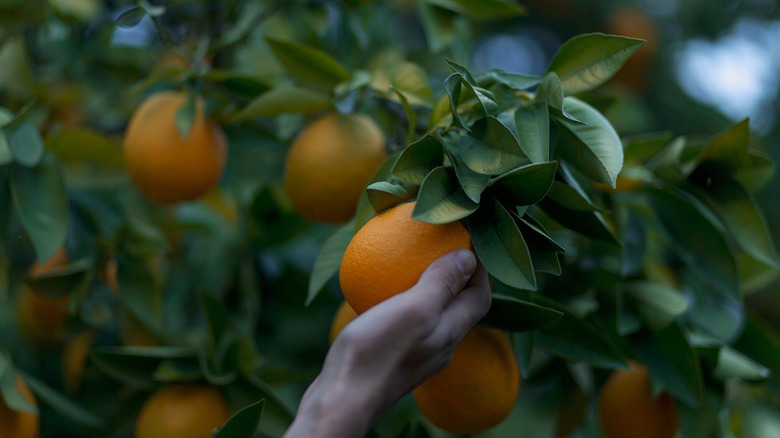 an orange tree