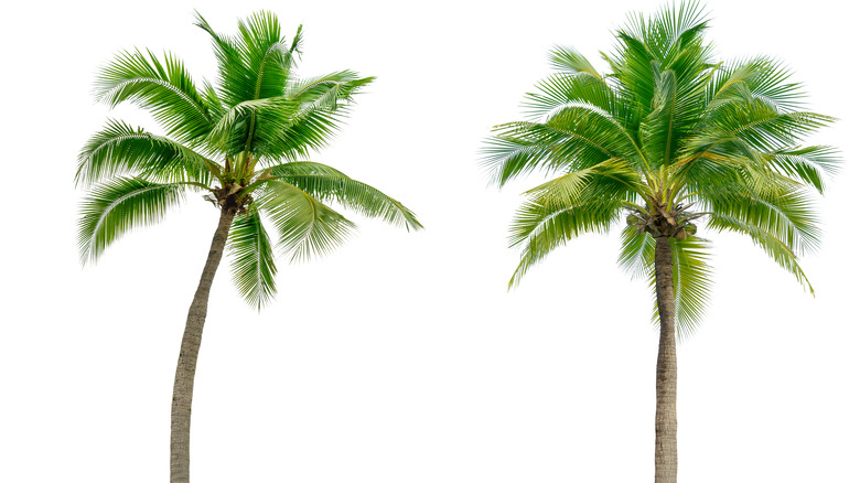 coconut trees