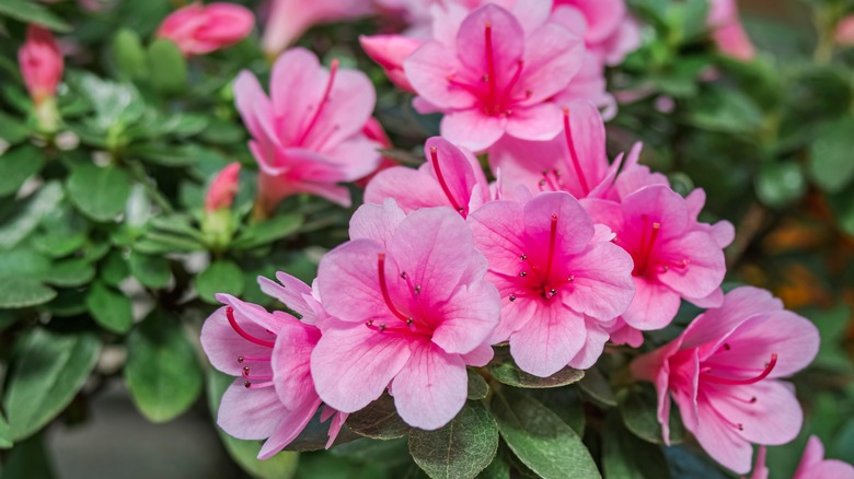 Pink azaleas