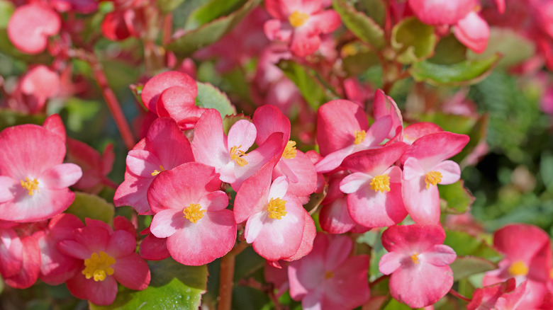 Pink Begonias