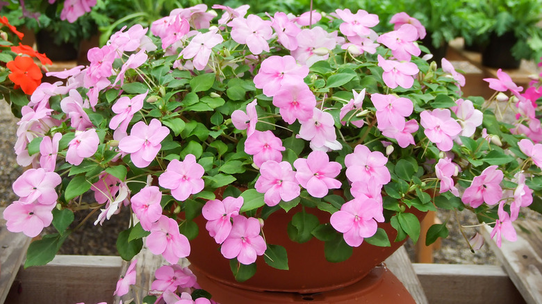 Pink Impatiens walleriana