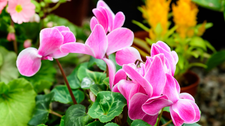 Pink florist's cyclamen