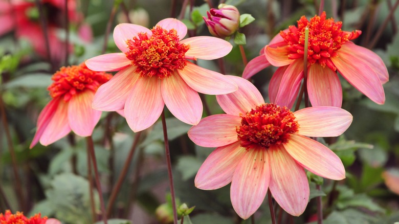 Pink single flowering dahlia