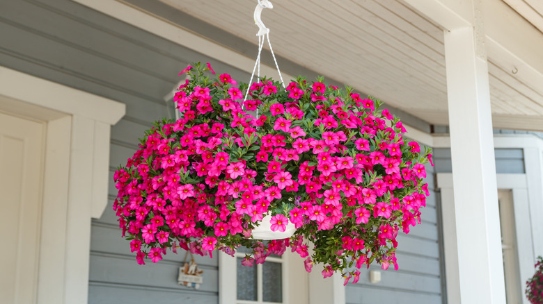 Pink hanging Million bells