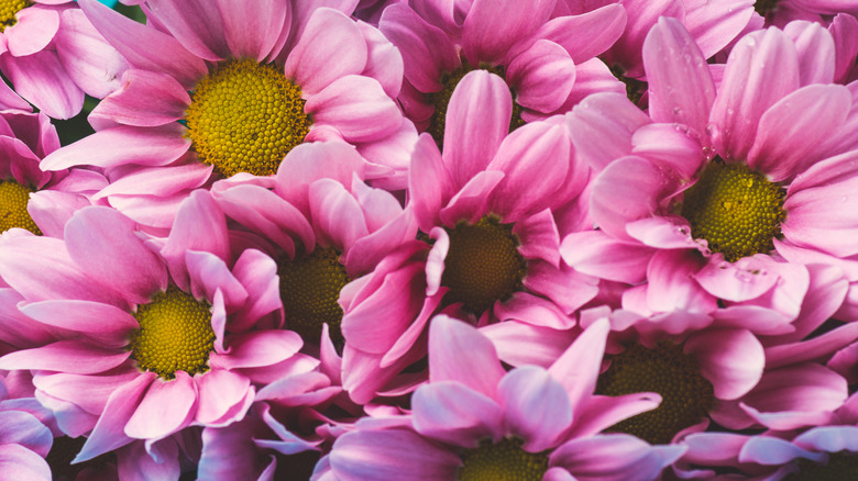 Pink chrysanthemums