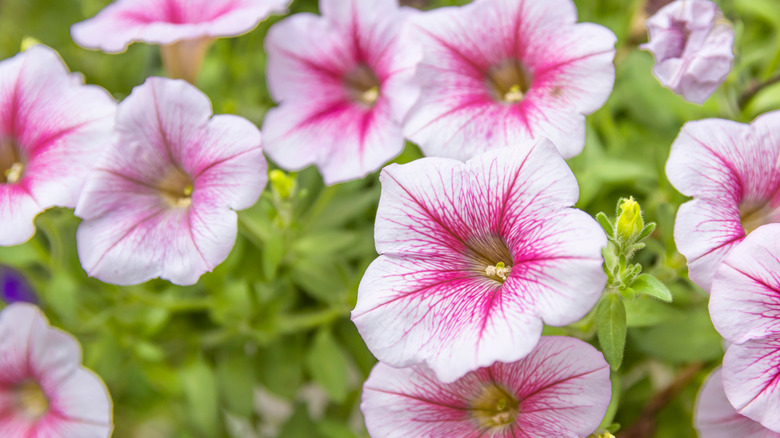 Pink petunias